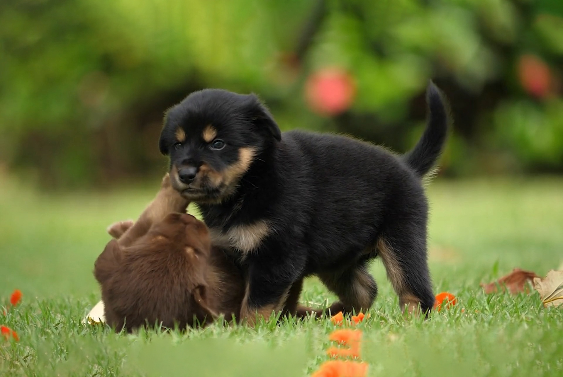 Kutyabarát reklámvideó – előnézet